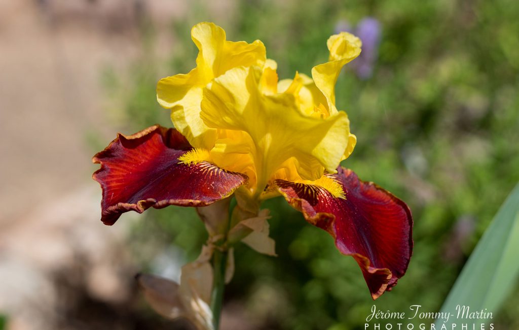 Iris