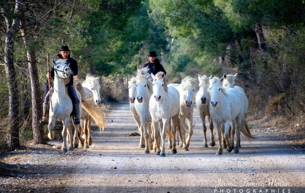Chevaux Camargue pinède