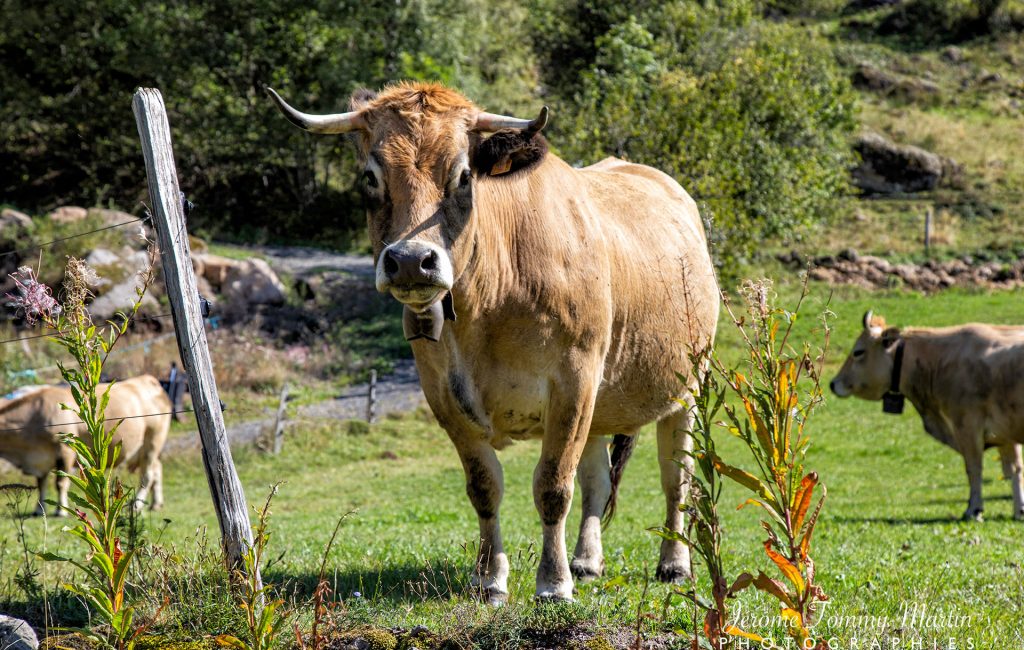Cantal – Vaches