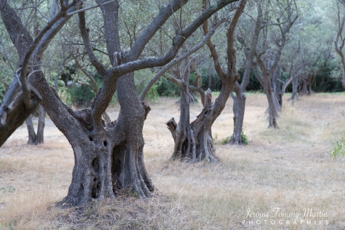 Avignon_066
