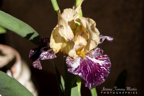 Iris_08
