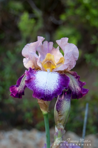 Iris_11