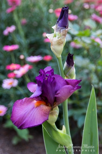 Iris_15