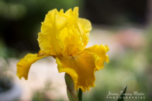 Iris_31