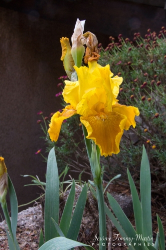 Iris_52