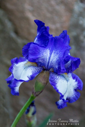 iris_34