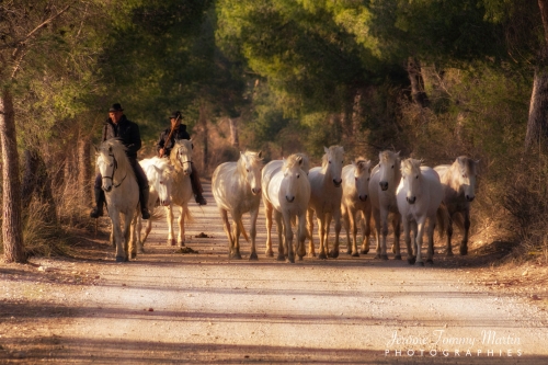Camargue_015