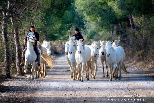 Camargue_027