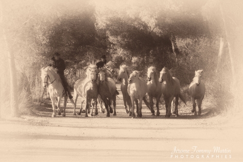 Camargue_034N&B