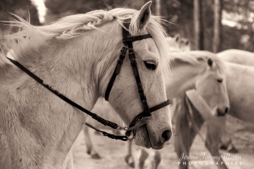 Camargue_176N&B