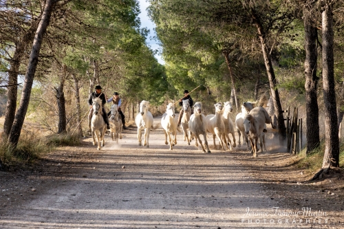 Camargue_308