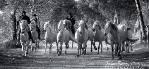 Camargue_311N&B