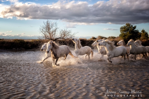 Camargue_459