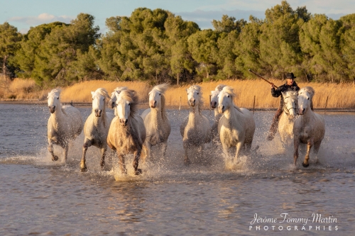 Camargue_474