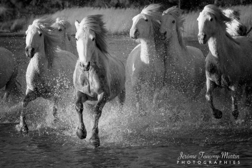 Camargue_475N&B