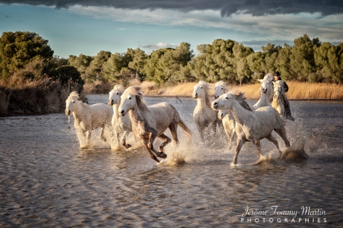 Camargue_477