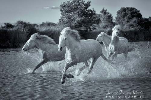 Camargue_481N&B