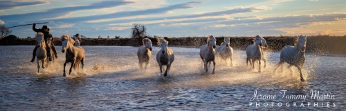 Camargue_501_pano