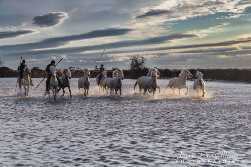Camargue_523