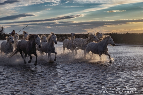Camargue_531