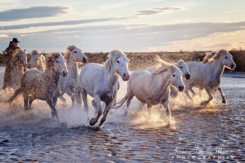 Camargue_568