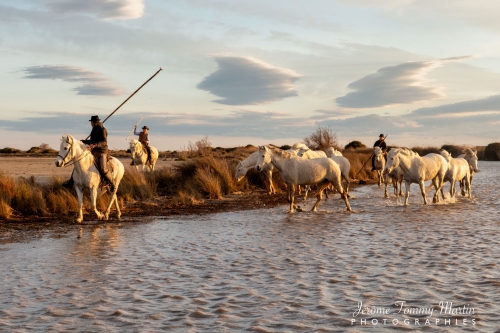 Camargue_628