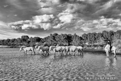 Camargue_670N&B
