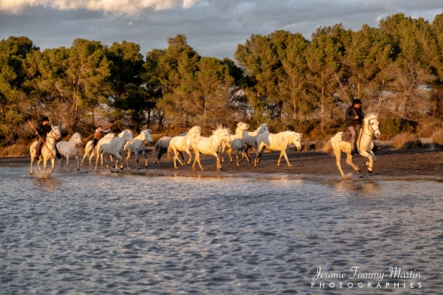 Camargue_687