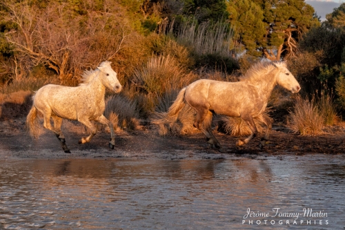 Camargue_718