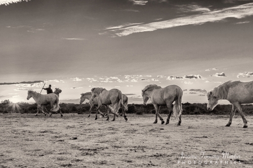 Camargue_788N&B