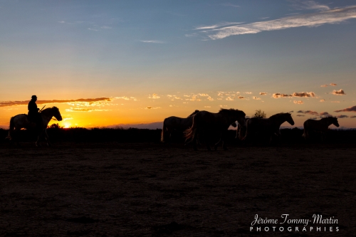 Camargue_796