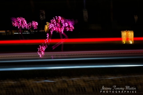 Flamant-lumineux_25