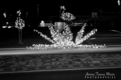 Flamant-lumineux_29NB