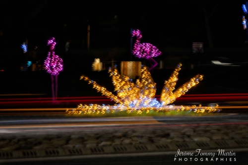 Flamant-lumineux_30