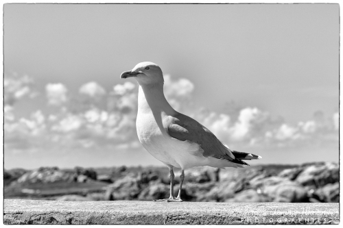 P2C-Bretagne_0929N&B